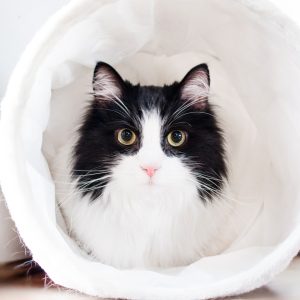 animal-animal-photography-big-eyes-977933.jpg animal-animal-photography-big-eyes-977933.jpg