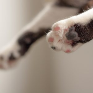 animal-cat-cute-909916.jpg animal-cat-cute-909916.jpg