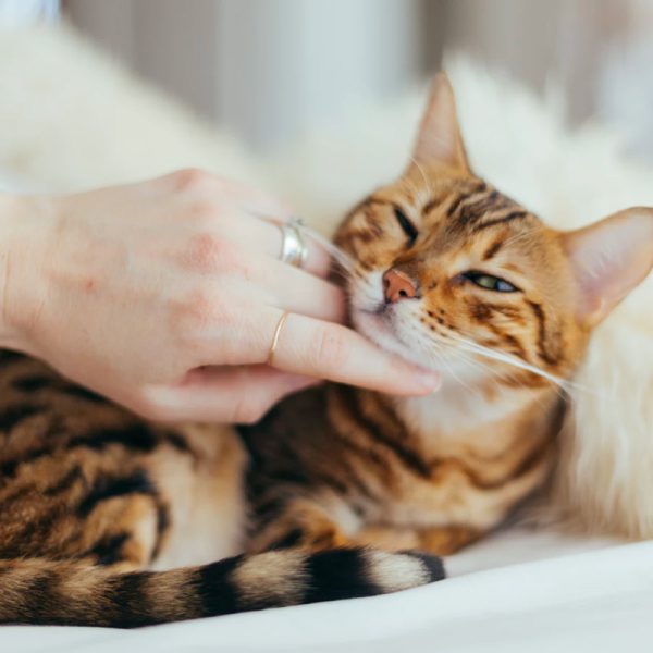 img_CAT2.jpg img_CAT2.jpg